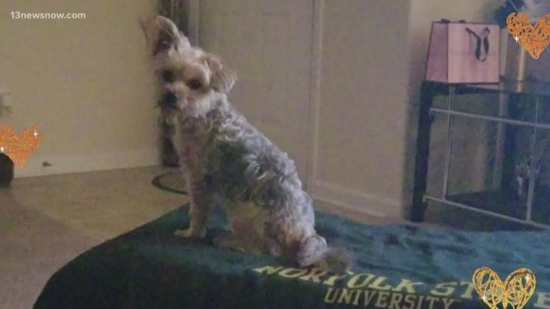 Nakita Young's Yorkie-Shih Tzu mix was killed by an off-leash Pit Bull at the Oceanfront during Memorial Day weekend.