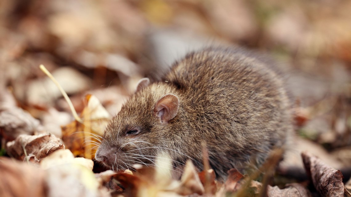 Cooler weather means the rats are out