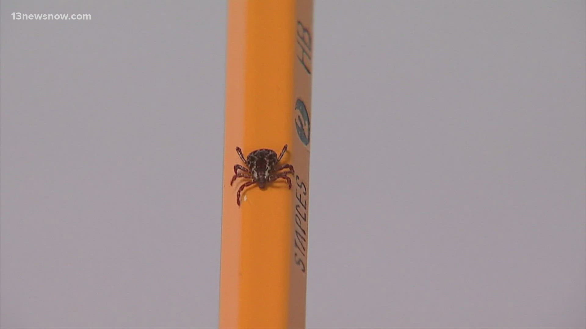 Cicadas aren't the only bug to be on the lookout for with warmer weather: tick season is upon us!