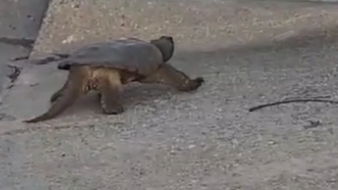 It's turtle time! | Turtle makes his way down sidewalk along busy ...