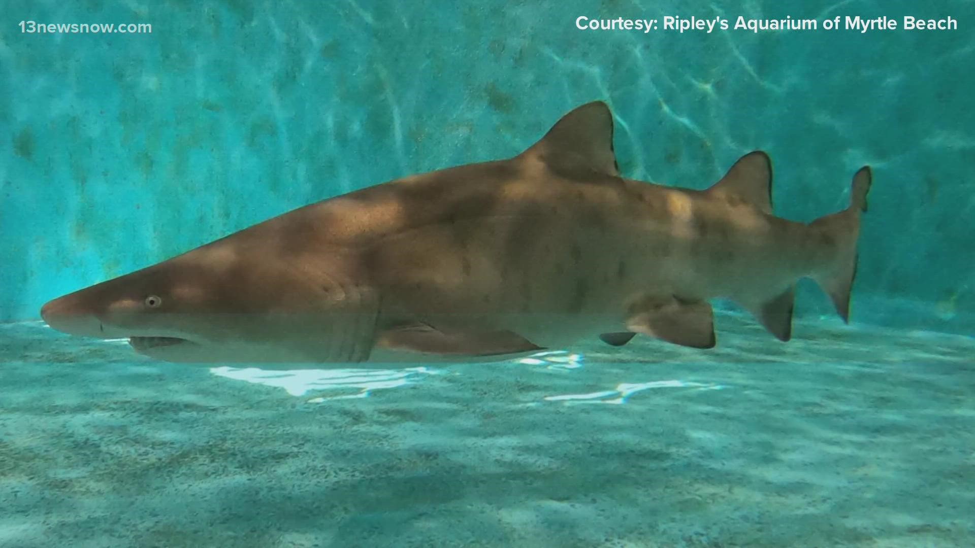 Baby Rip is making waves among marine biologists because sand tiger sharks are critically endangered. He's the first of his species to be born in captivity.