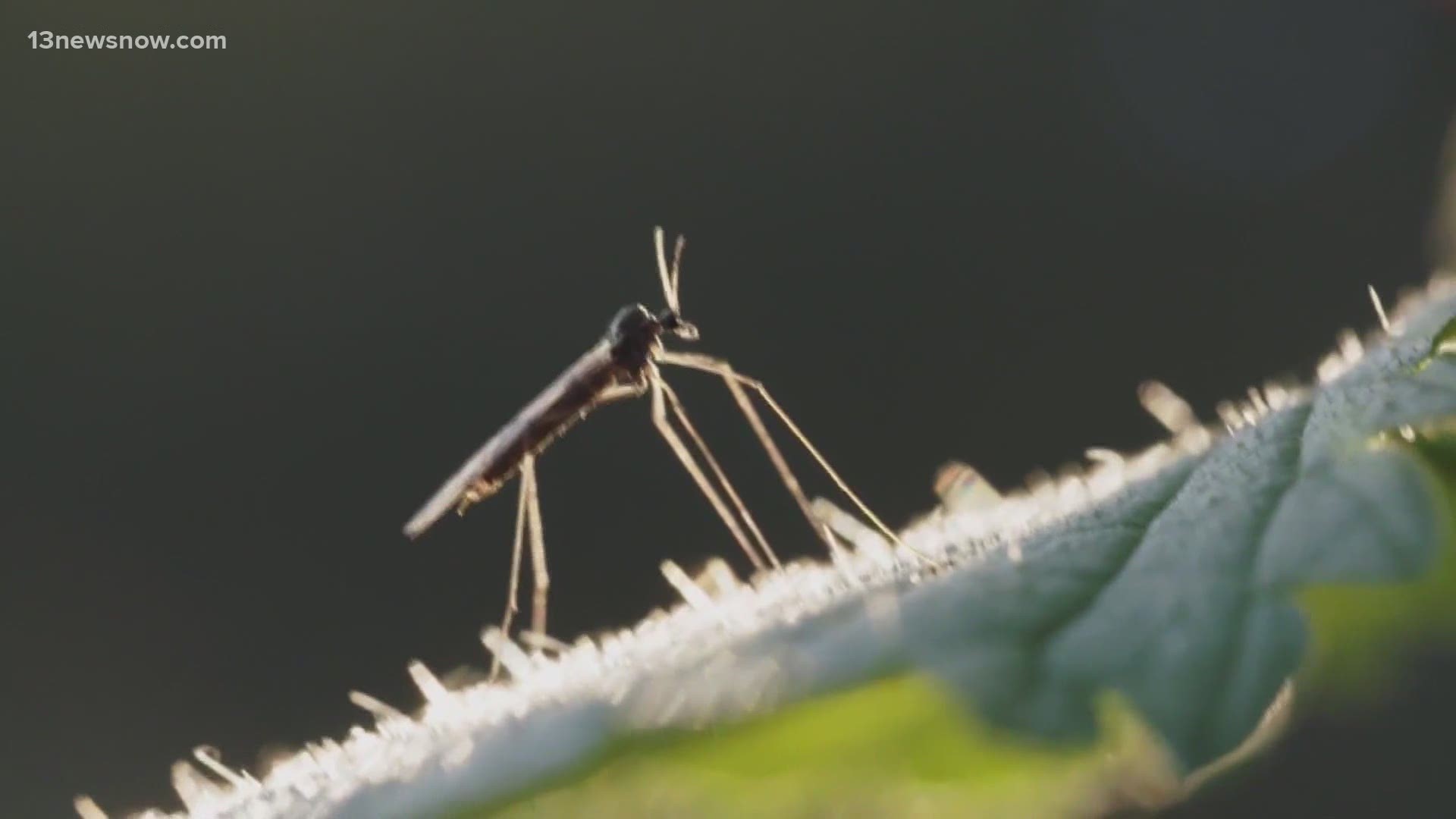 Experts told 13News Now, mosquitoes so far aren't as bad as in years past. The cooler weather can be thanked for that.