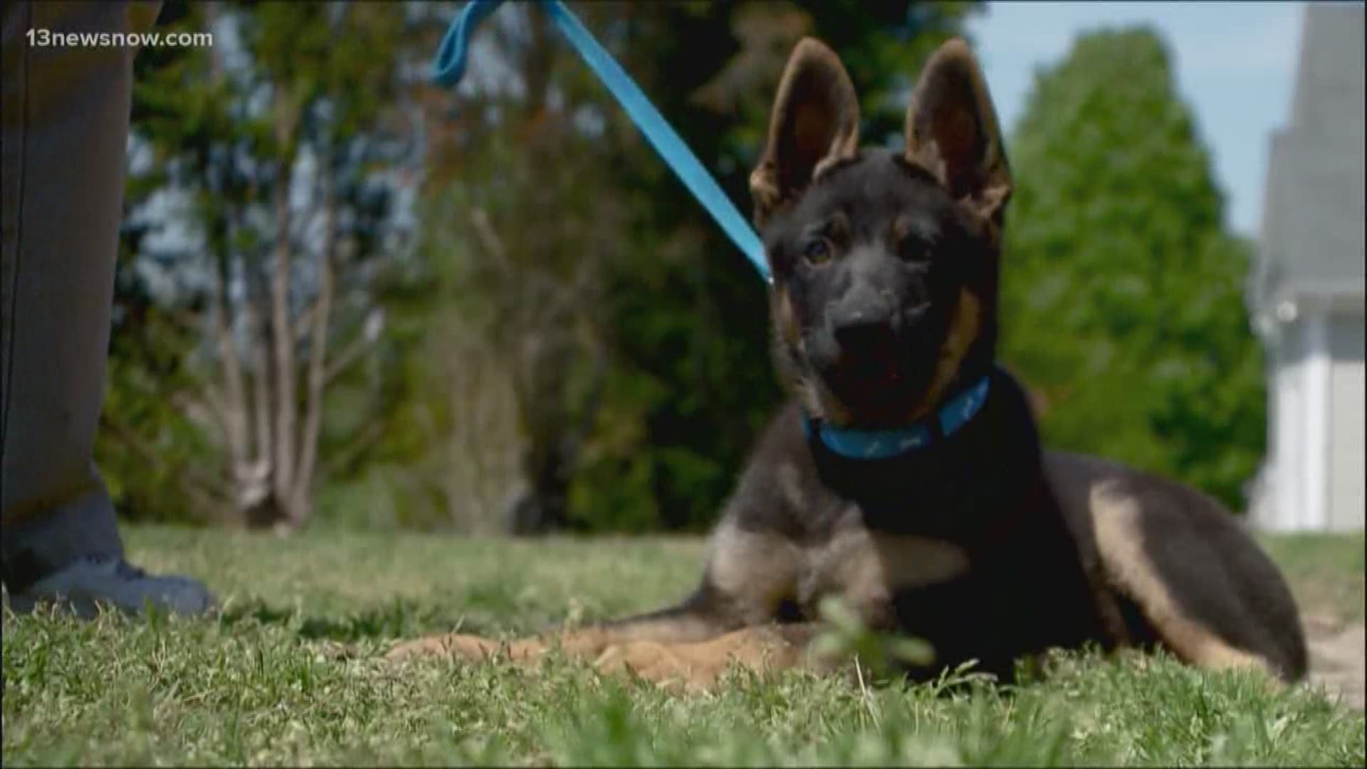 A 12-week-old German Shepherd is training to be a service dog for the VFW post in Smithfield.