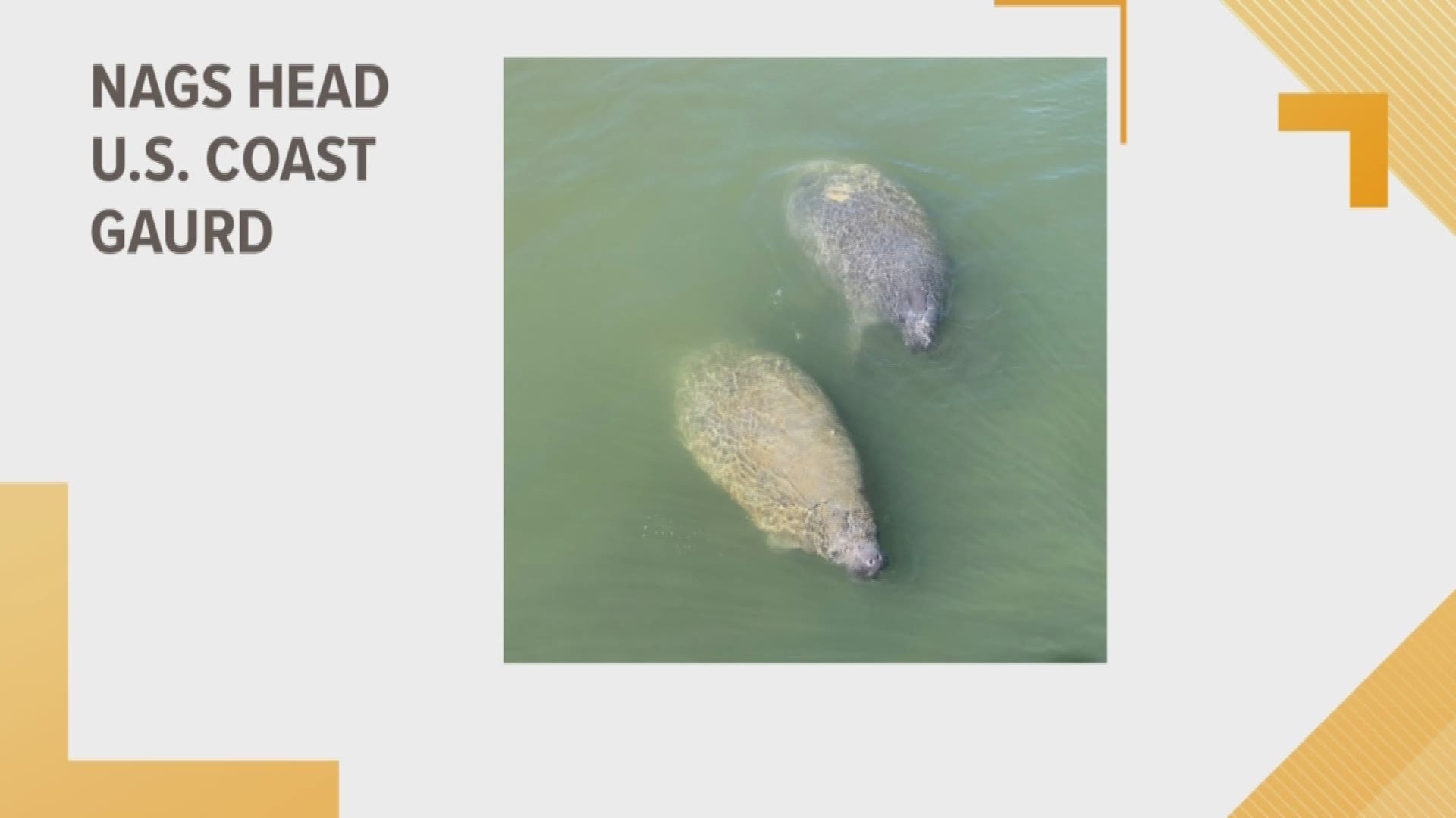 U.S. Coast Guard Station Oregon Inlet had two friendly manatees drop in for a visit.