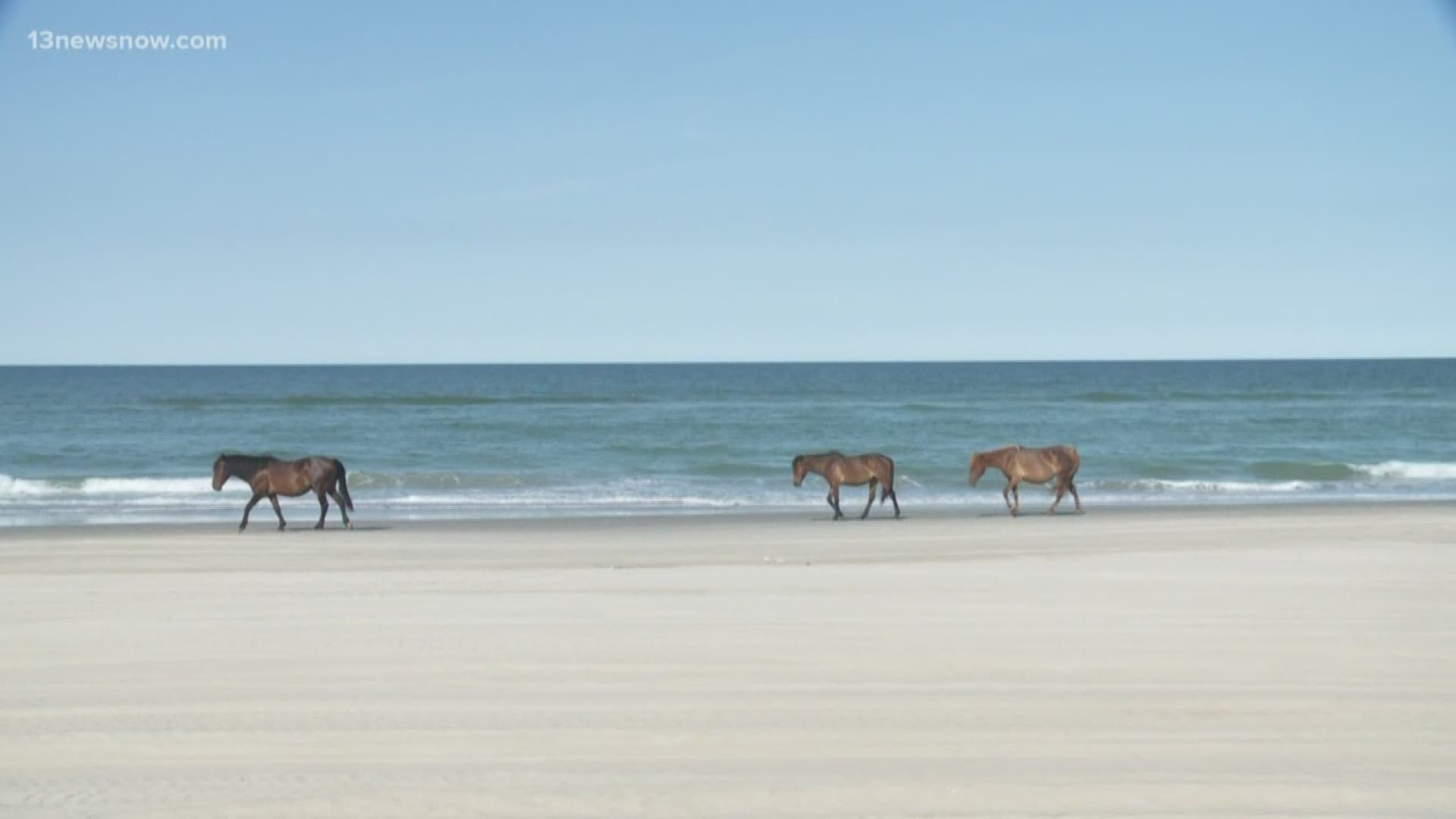 Currituck County Sheriff's Deputies are no longer going to warn people for approaching the Corolla wild horses. Deputies will go straight to issuing citations to those that break the law.