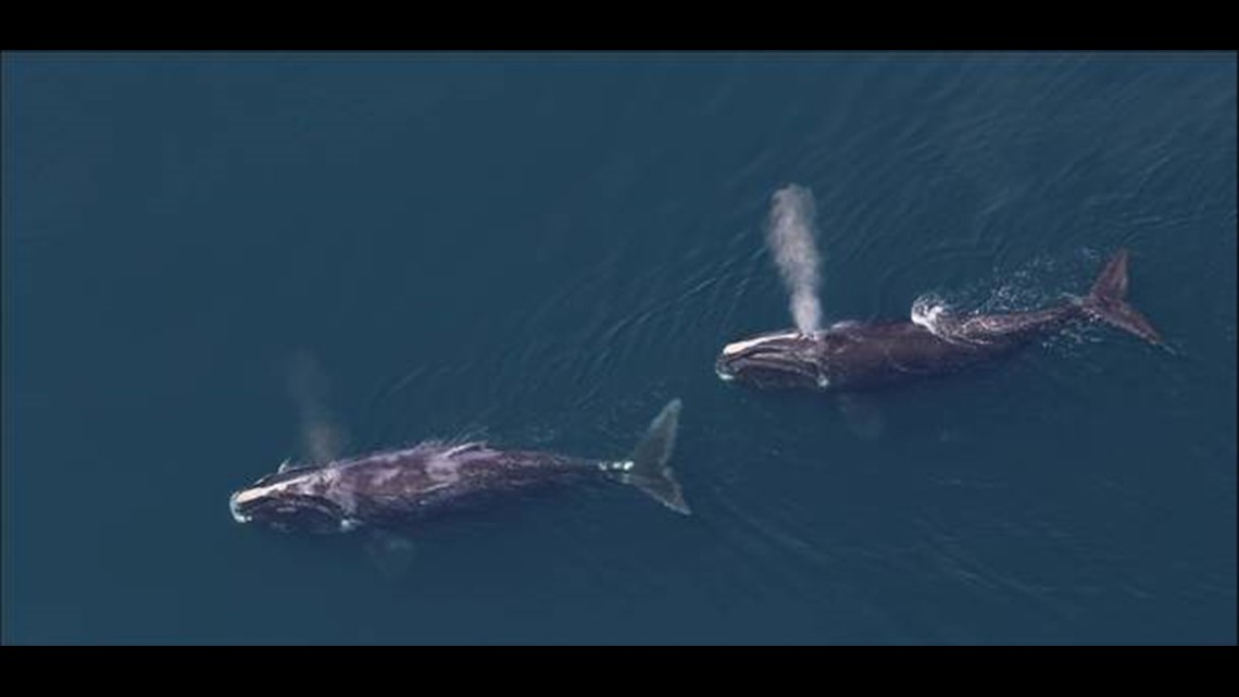 North Atlantic Right Whale Calf Stranded Dead in Florida