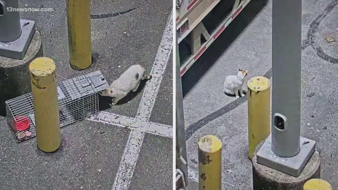 Purrfect ending: Missing Virginia store cat found after hitching a ride to another state