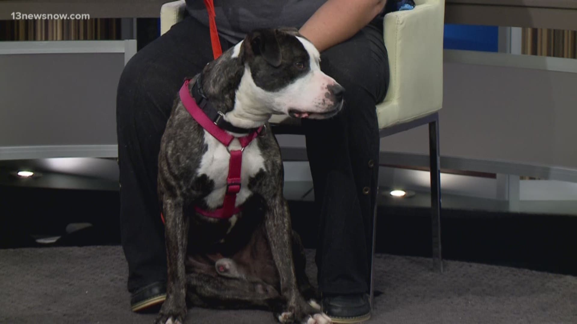 The Portsmouth Humane Society brought in King for 13News Now's Shelter Sunday.