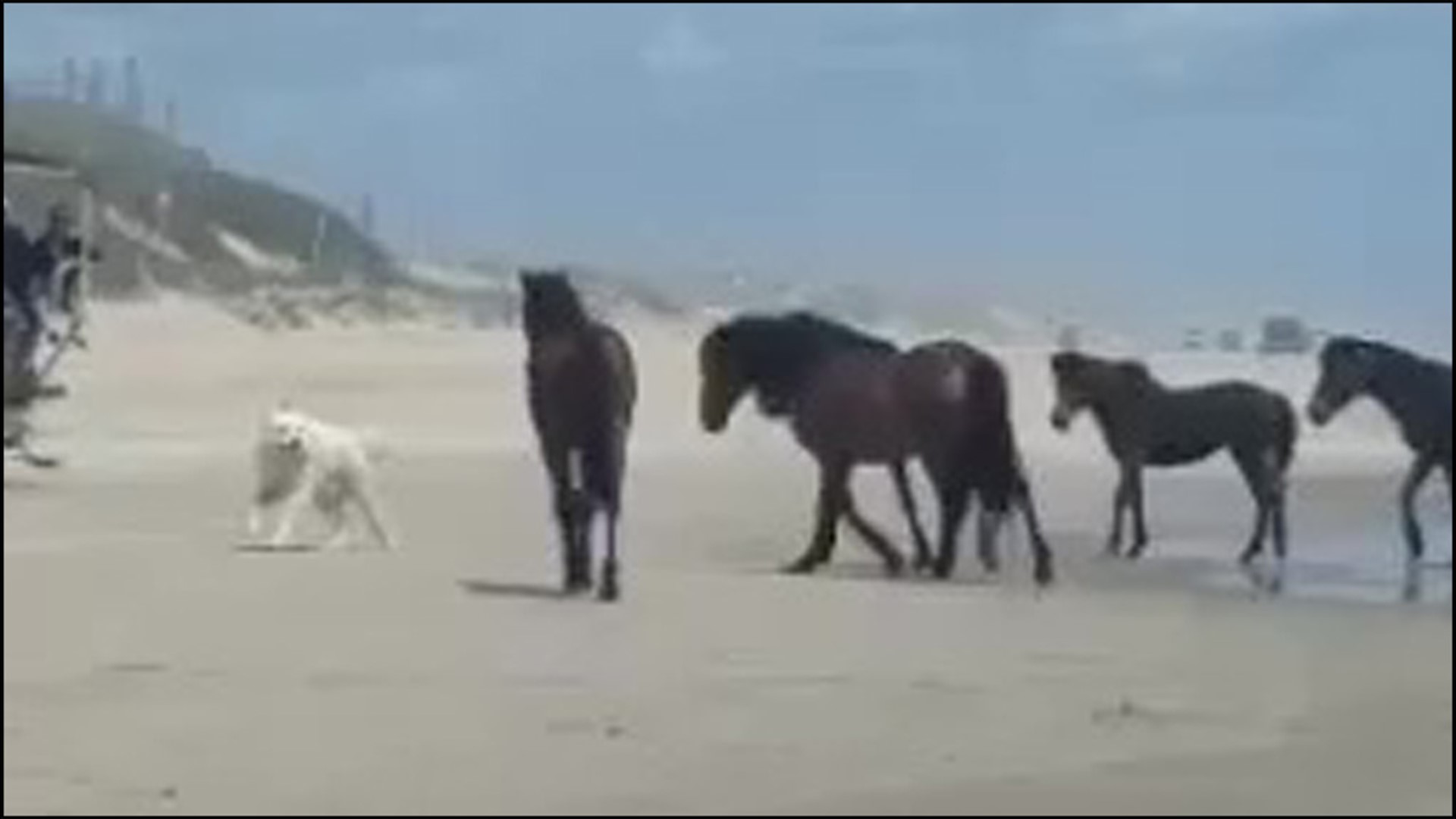 According to the Corolla Wild Horse Fund, this isn't the first time an off-leash dog has attacked the horses. One dog even bit a horse.
