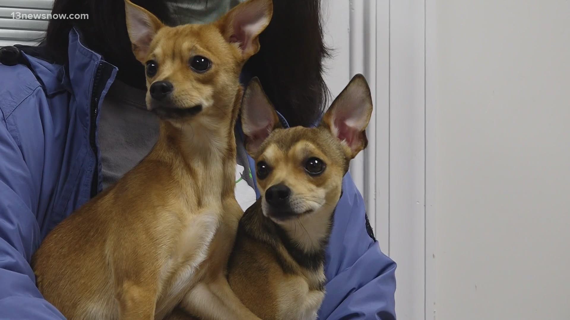 Goldie and Kurt are inseparable and that makes finding a home even harder. The Chesapeake Humane Society is trying to find the pair a forever home.