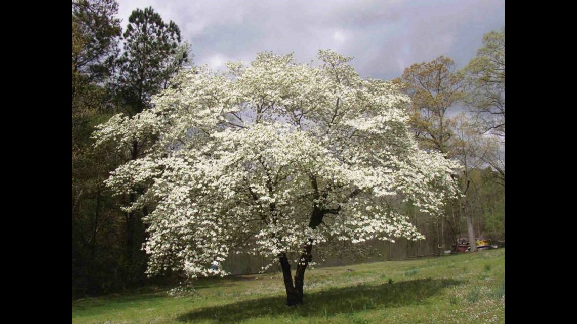 The Legend of the Dogwood Tree