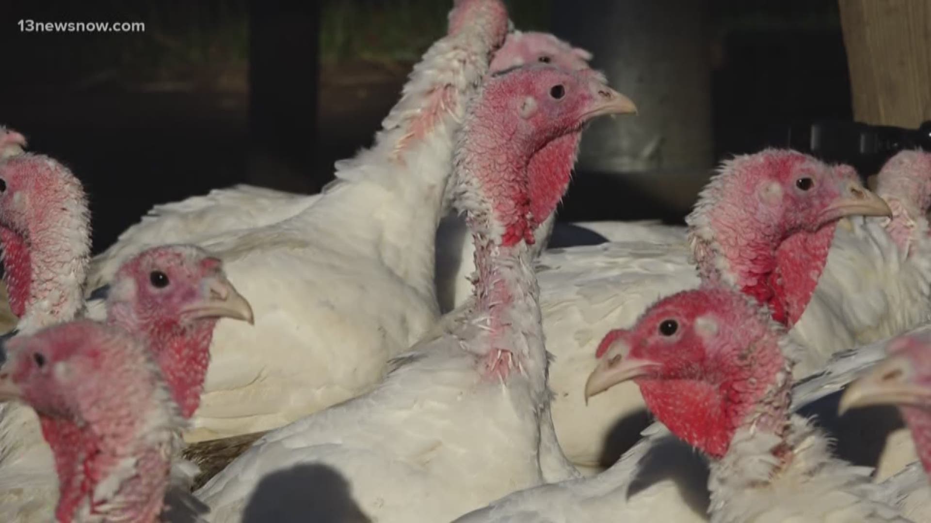 One Virginia Beach family has raised turkeys for 80 years. At Thanksgiving, families get to choose a fresh turkey, keeping dinner fresh and local.