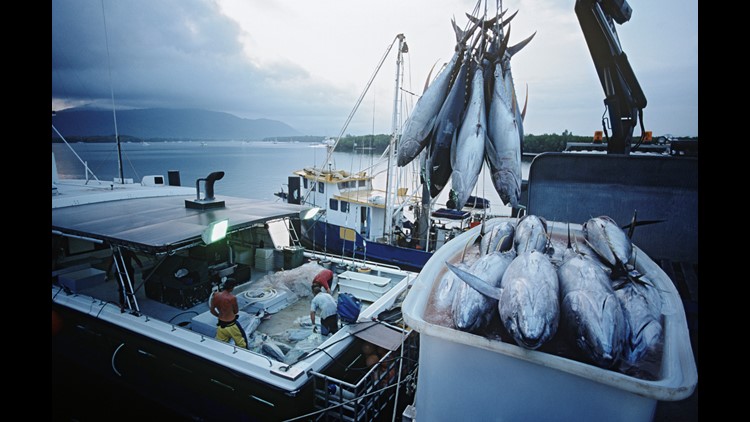 NC commercial fishing group sues over new license policy
