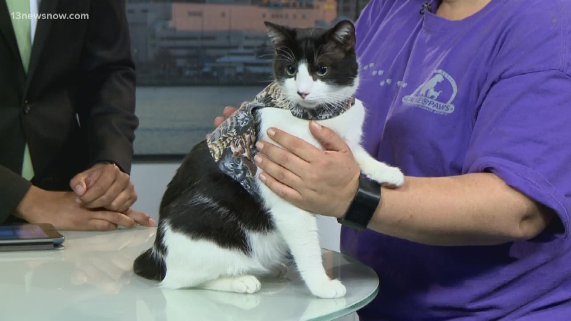 The Portsmouth Humane Society brings in Florence - he's looking for a forever home.