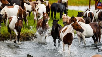 Chincoteague pony swim canceled again because of pandemic