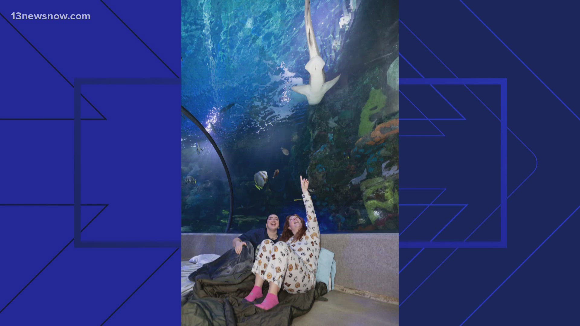 The Virginia Aquarium is inviting adults to an overnight event with sea turtles on June 21.
