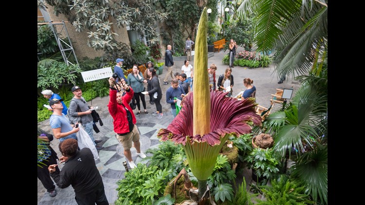 9 things to know about the corpse flower | 13newsnow.com