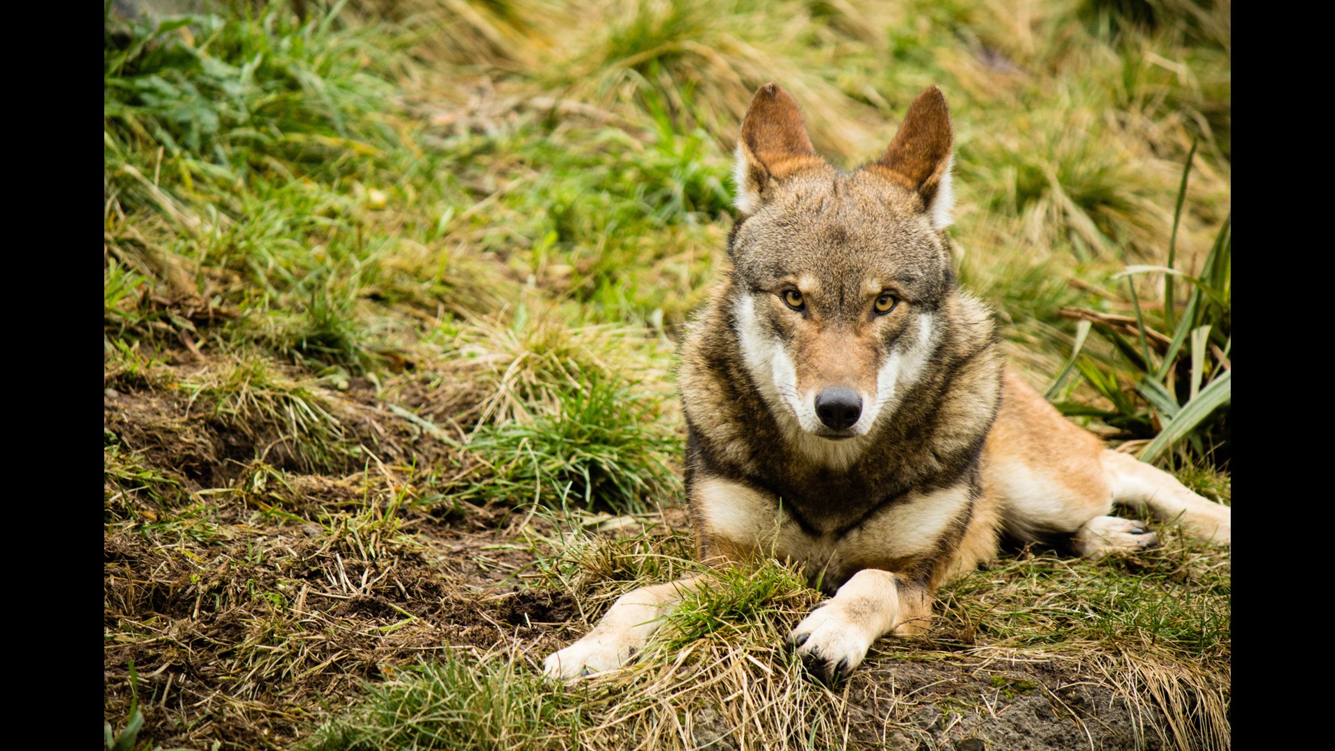Government: Wild red wolf population could soon be wiped out