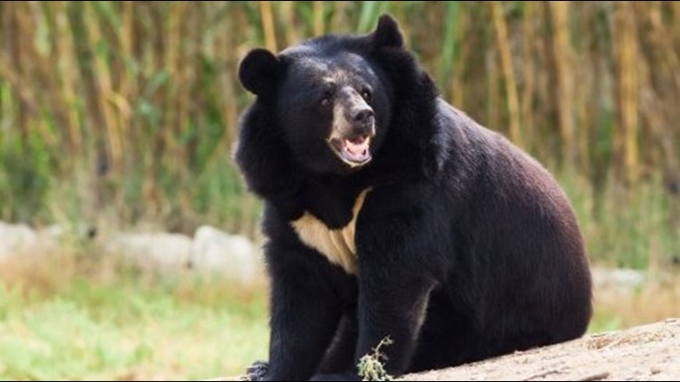Man mauled to death after attempting to take selfie with bear