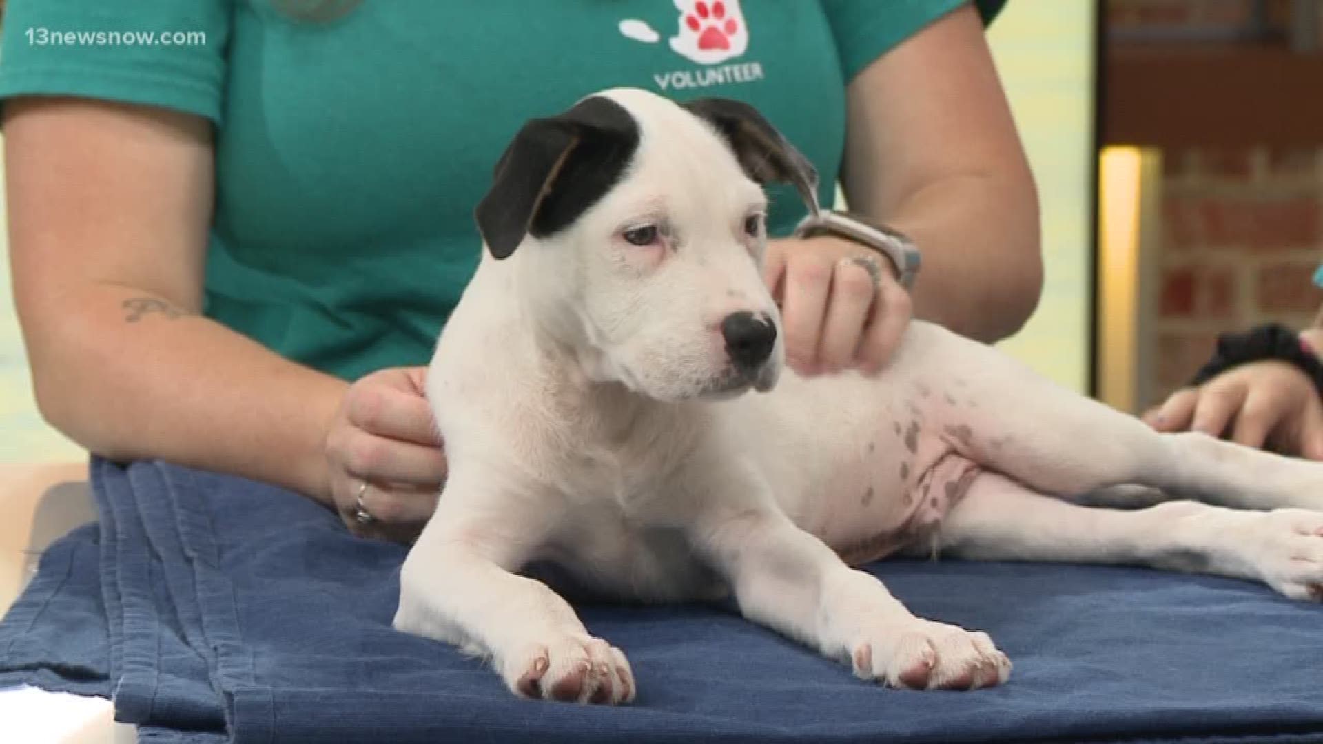 Isle of Wight County Animal Services brought in puppy Alan!