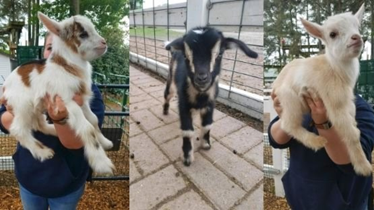 Phoenix For Sale By Owner Goats Craigslist, 45% OFF