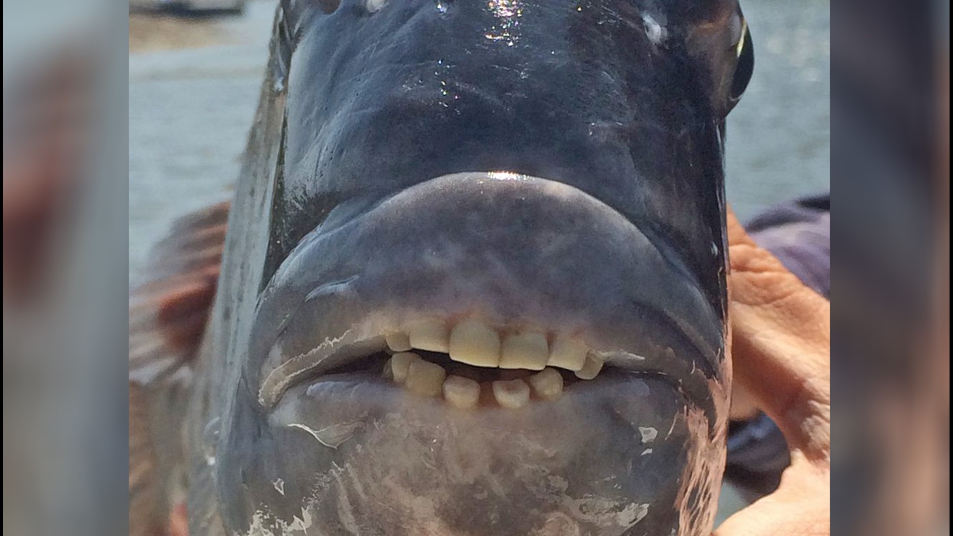 Fish with human-like teeth caught in South Carolina | 13newsnow.com