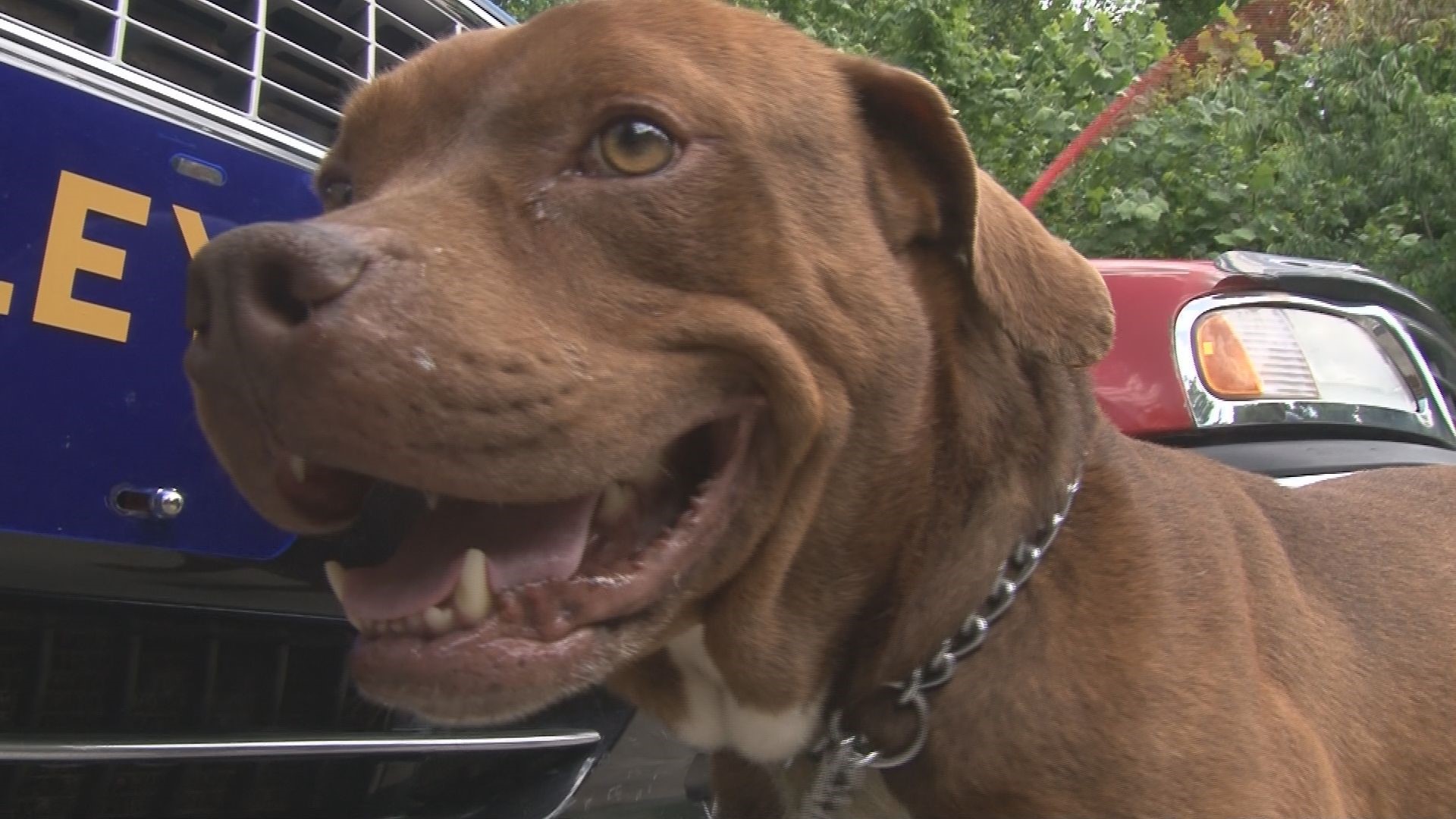 NC family reunited with dog after 5 years, thanks to microchip ...
