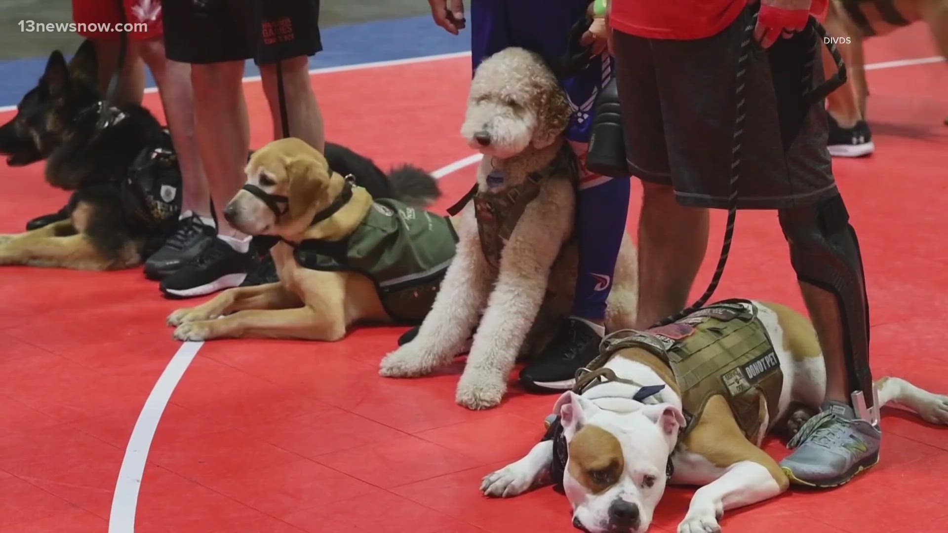 Right now, bipartisan bills are before the House and Senate that would establish a "National Service Dog Day" every September 20.