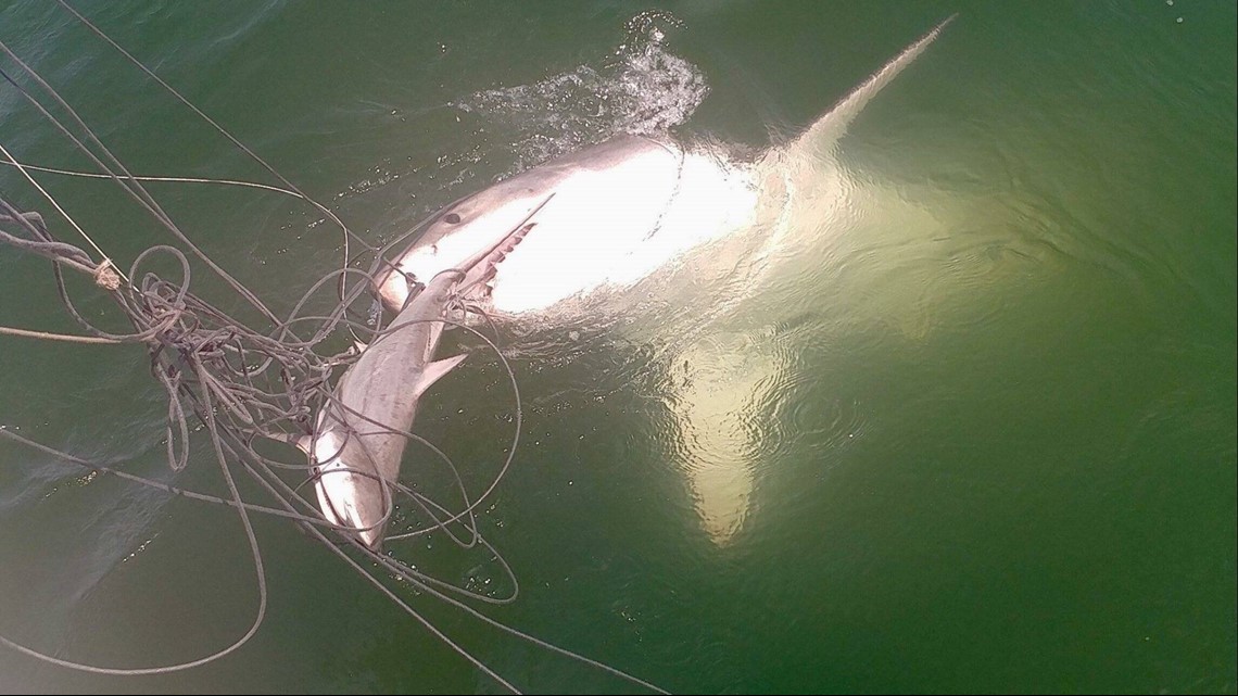 Researchers hook great white shark off coast of Sandbridge 