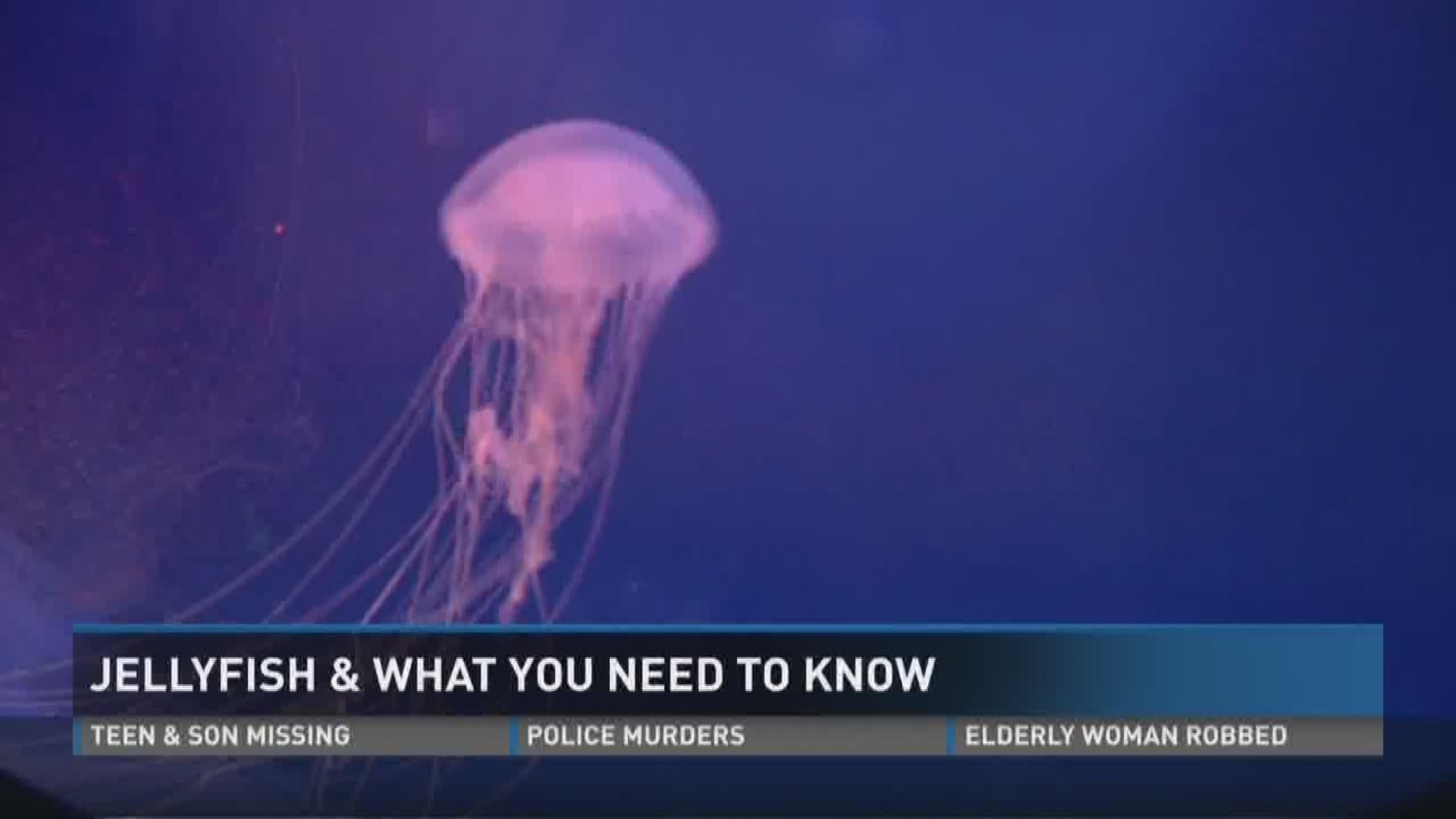 Watch out for jellyfish at the beach and in the water!