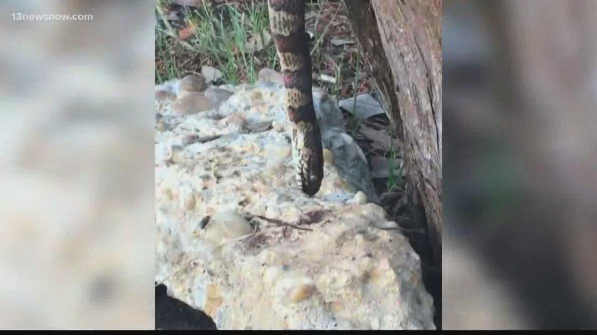 13News Now Chenue Her has tips on how to keep snakes out of your yard after a Virginia Beach homeowner found a big snake dangling in a tree.