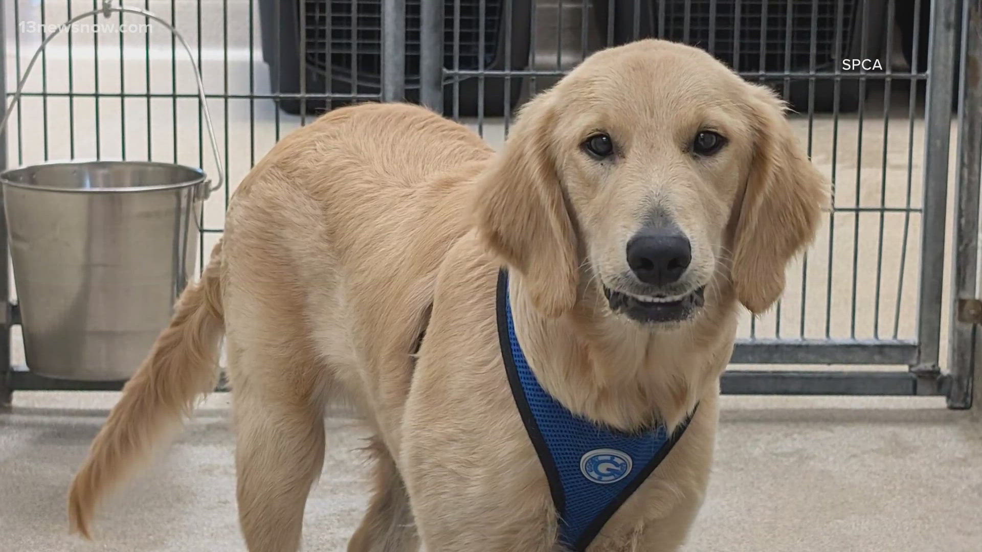 On Saturday, workers with the shelter picked up the dogs in Richmond as part of a large-scale transfer organized by the Bissell Pet Foundation.