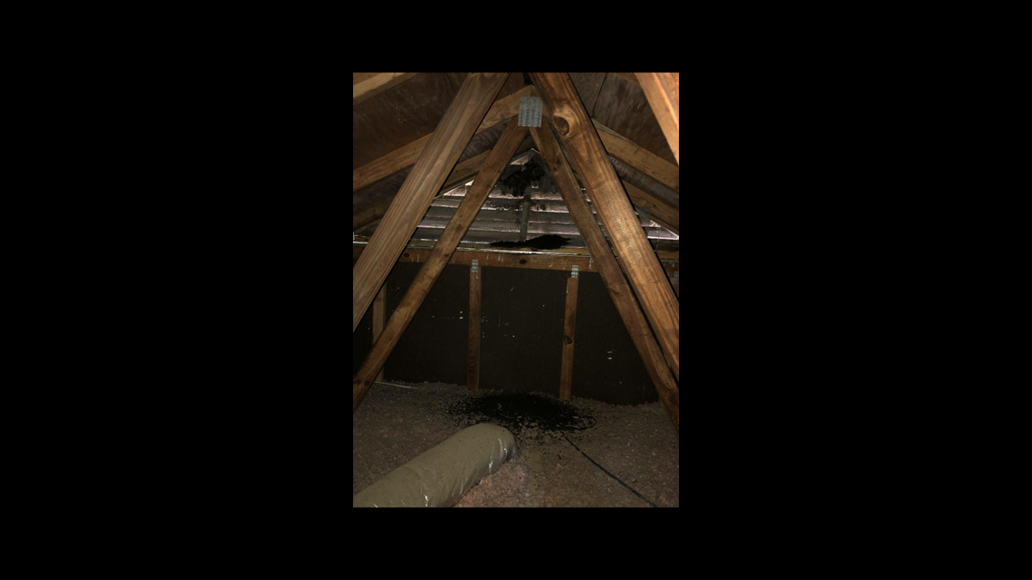 Dozens of bats nest in Yorktown woman's attic
