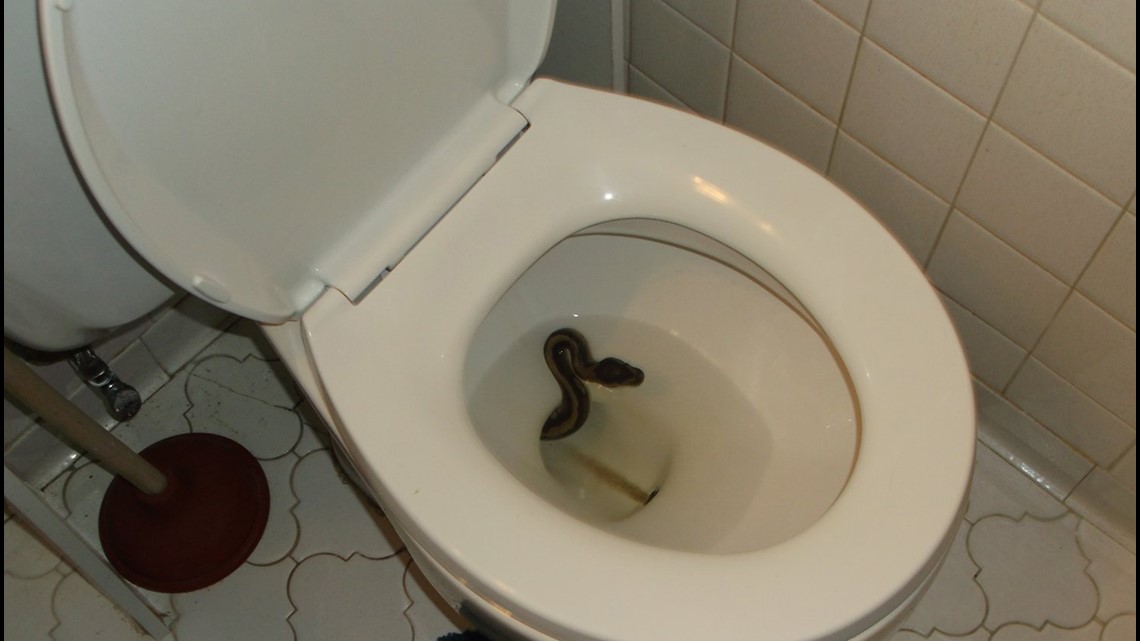 Whoa! This deadly SNAKE spotted inside a BATHTUB will give you the chills