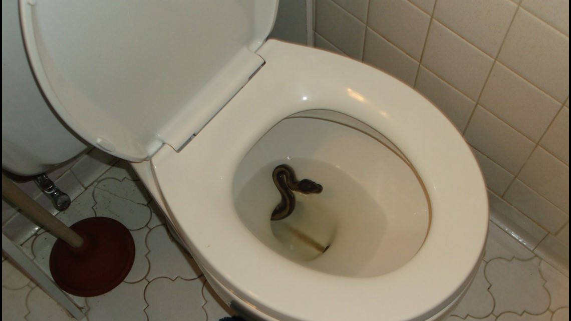 This snake found coiled inside a toilet : r/oddlyterrifying