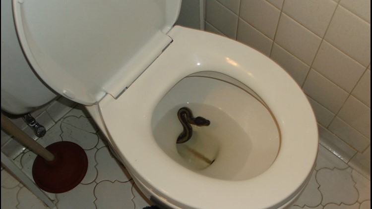 Video shows man pull snake out of 88-year-old neighbor's toilet with bare  hands