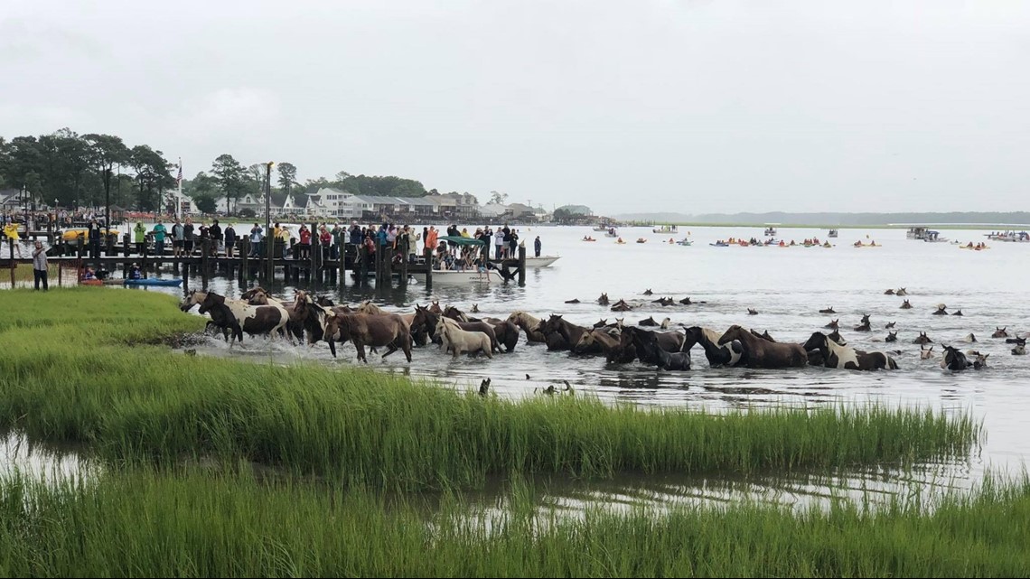 Horse accidentally dies at Chincoteague carnival grounds after pony