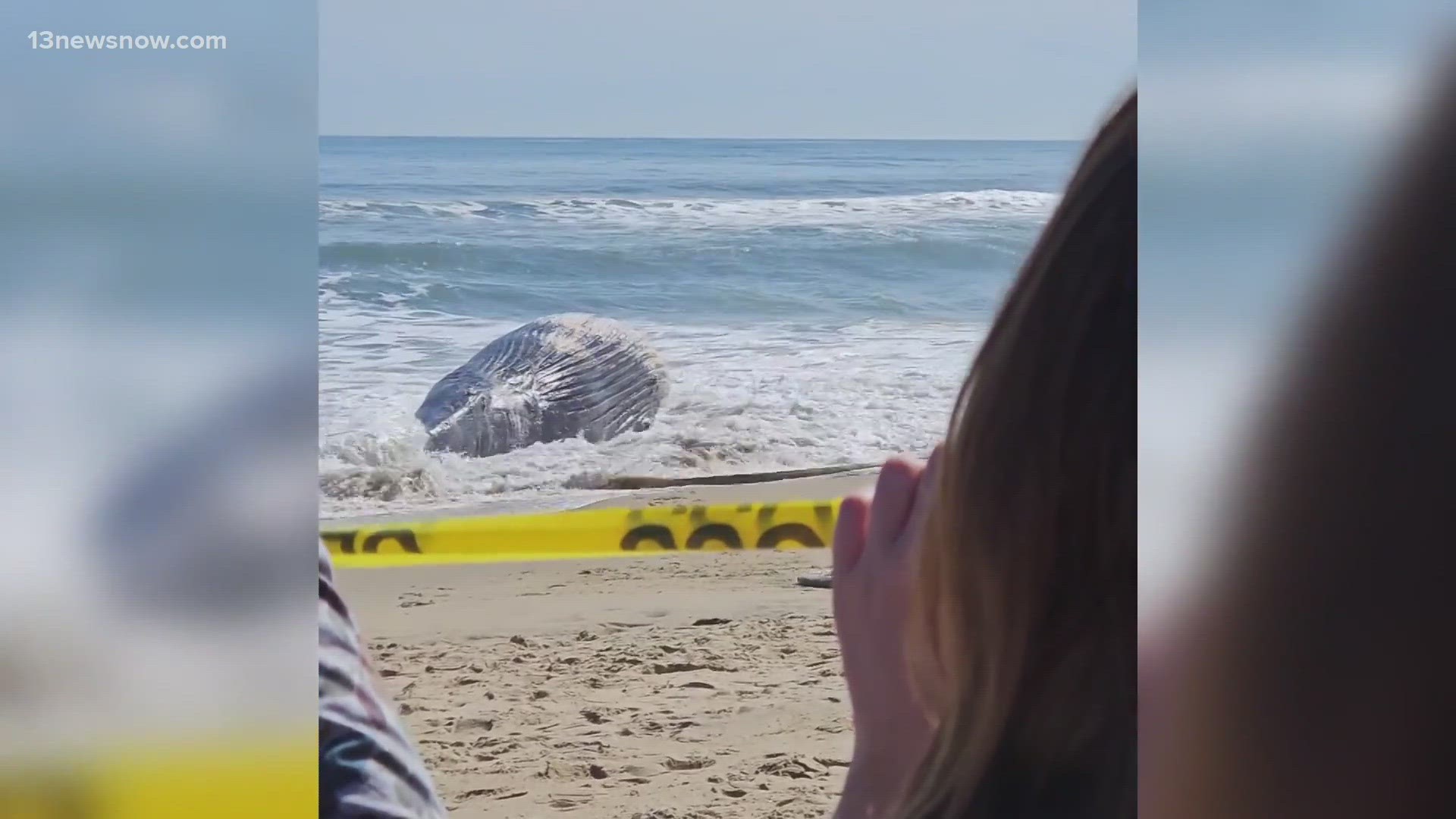 Virginia Aquarium and Marine Science Center say the juvenile whale washed up sometime around 10:30 Sunday morning.