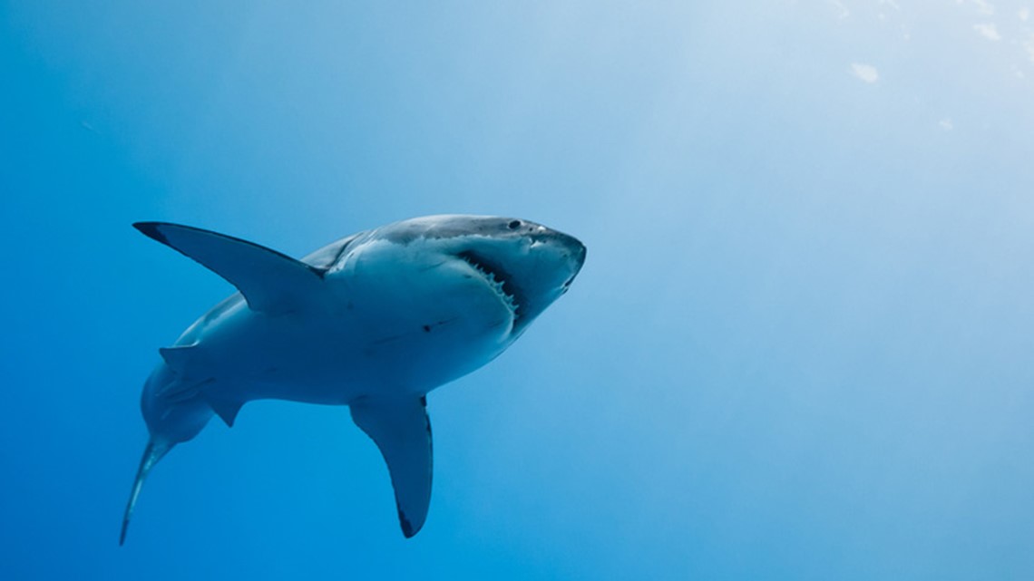 Katherine, a massive great white shark, reappears off Virginia coast ...