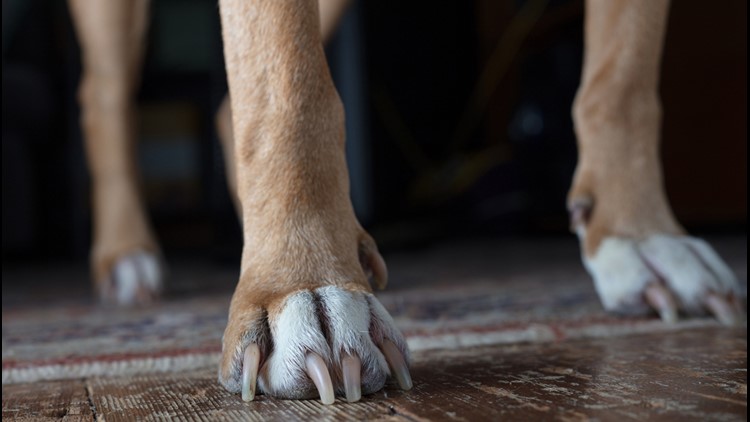 Montgomery County Traffic Cameras >> North Carolina woman killed after attack by 2 pit bulls | 13newsnow.com Montgomery County Traffic Cameras >> North Carolina woman killed after attack by 2 pit bulls | 13newsnow.com