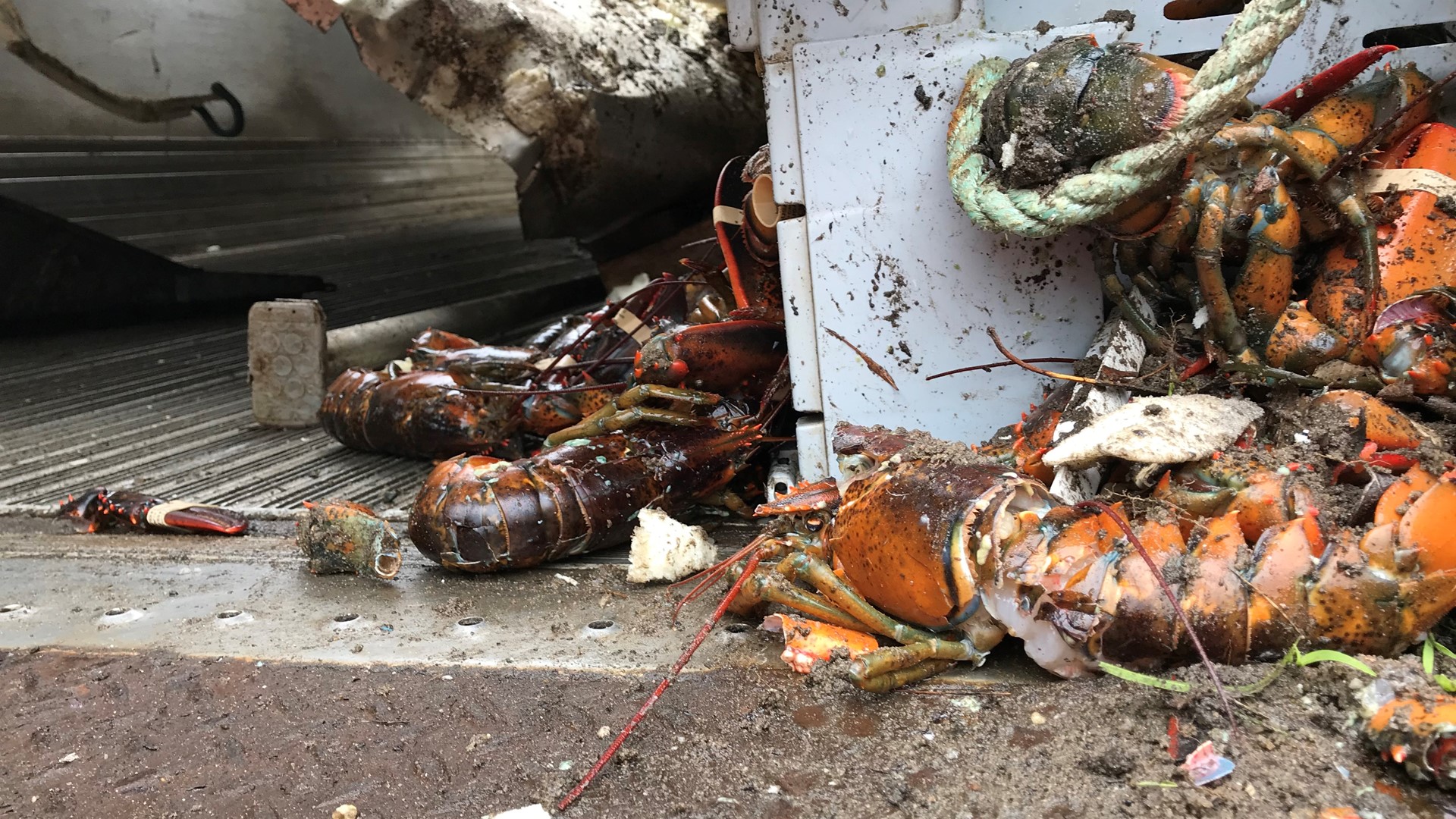 Permission denied for PETA to honor dead lobsters with roadside