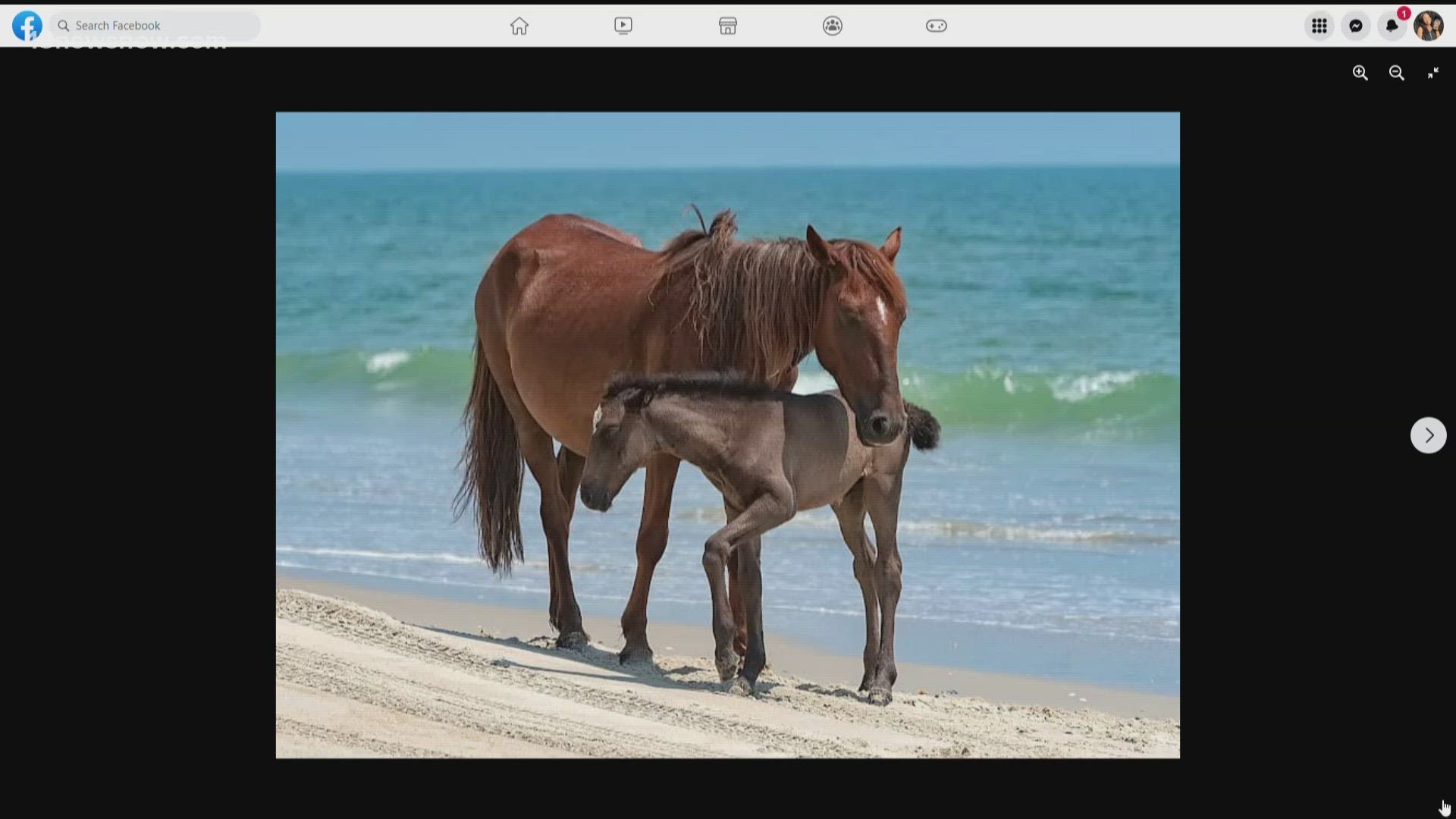 Wild horse in Corolla dies after hit by car; the second in 2 weeks