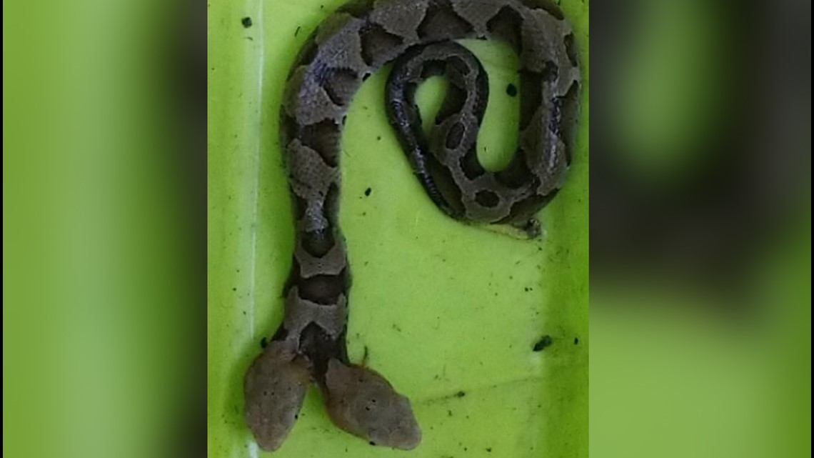 Holy snakes! 'Rare' two-headed copperhead captured in 