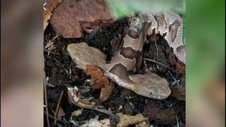 2-headed-copperhead-snake-4_1537538840136.jpg