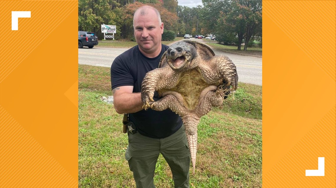 York-Poquoson auxiliary deputy finds, releases large turtle | 13newsnow.com