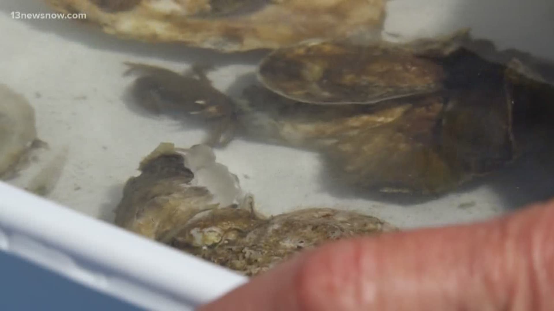 The Virginia Aquarium in Virginia Beach is working on keeping our water as clean as possible through oyster reefs. It's a natural filtration method.