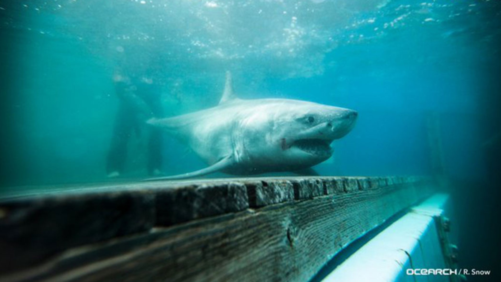 Shark Week is this month, and there are plenty swimming around Virginia