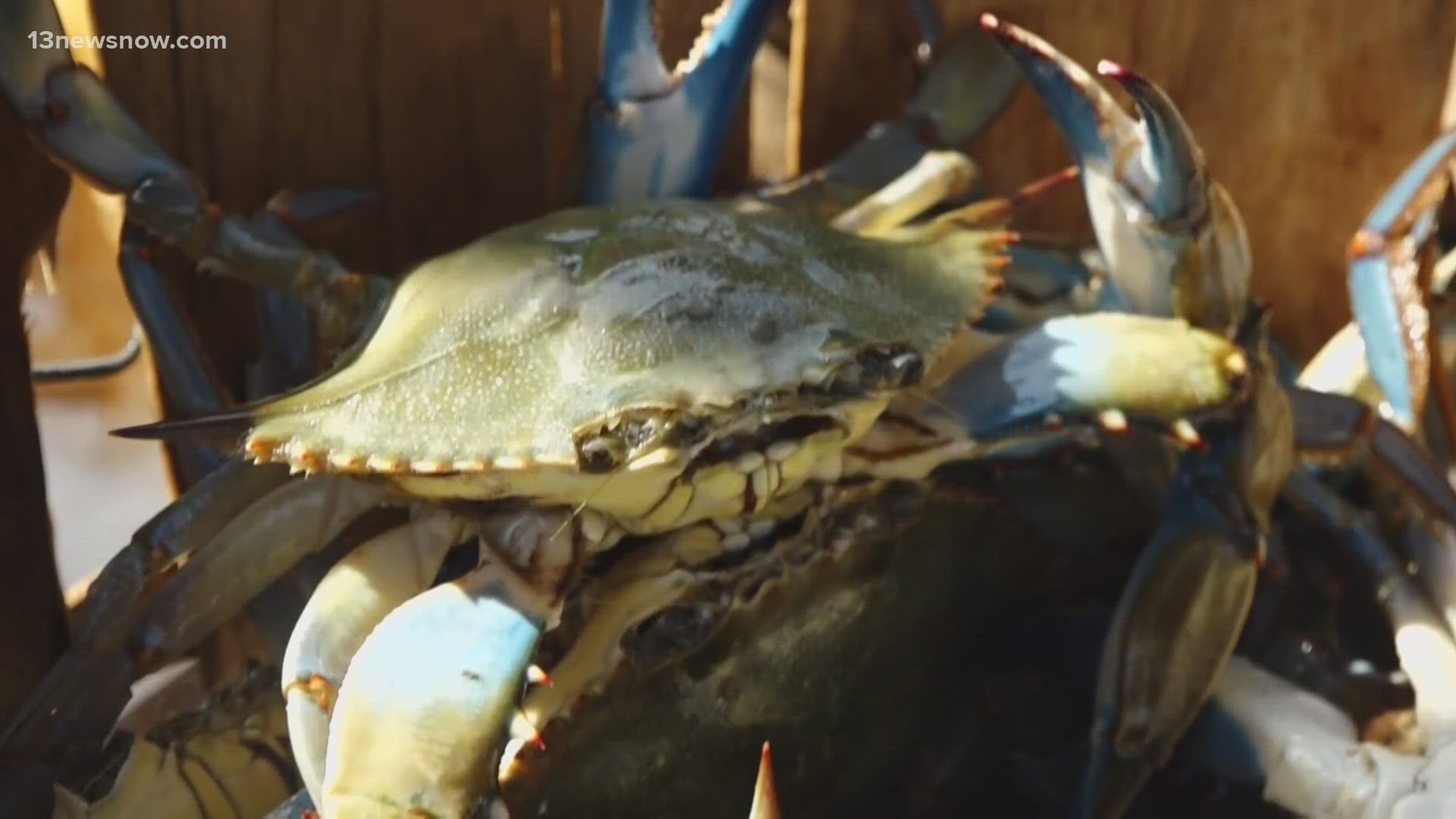 According to the Associated Press, 50% of clams, mussels and oysters have been wiped out by the blue crab in Italy.