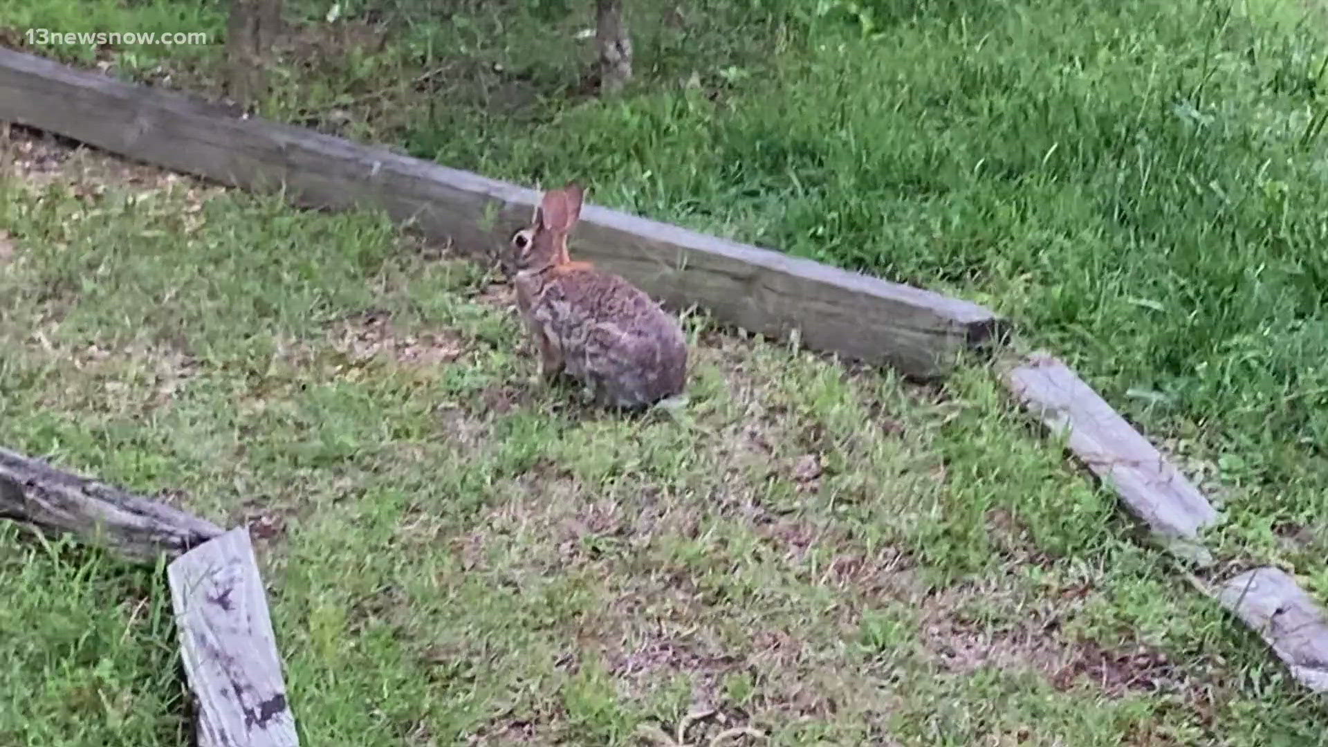 This summer, you may see double or even triple the number of rabbits during your evening stroll.