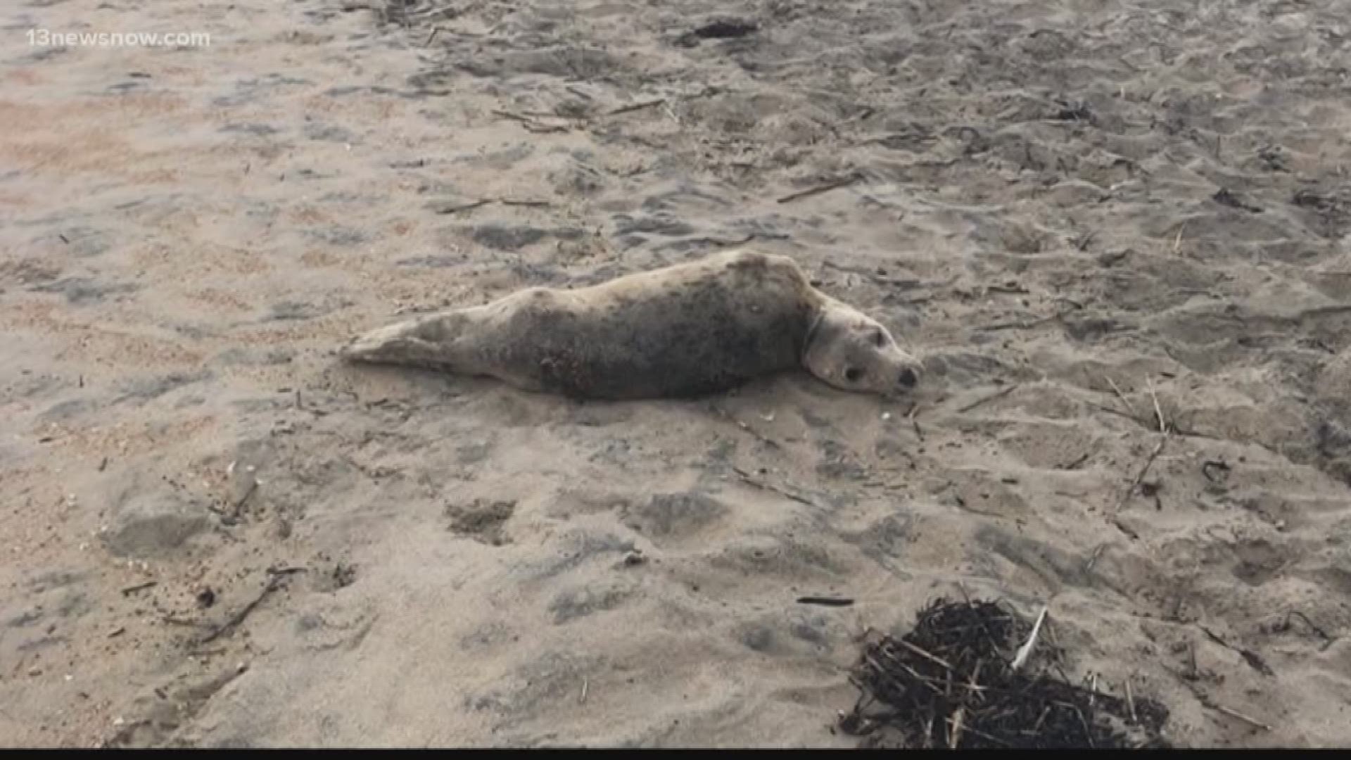 The first stranded seal in the area was rescued by the Virginia Aquarium and Marine Science Center at the Virginia Beach Oceanfront.